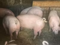 Säue, Schweine — Foto 1