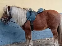घोड़ा, Shetland Pony — फ़ोटो 2