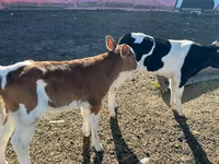 Býk, Russian Black pied cattle — foto 3