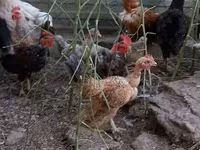 Chickens — Foto 2