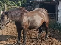 Cheval, Hungarian horse breed — photo 4