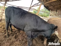 Toro, Simmental cattle — foto 4