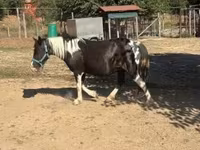 घोड़ी, घोड़े — फ़ोटो 4
