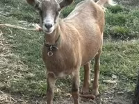 母山羊, Alpine goat — 照片 1