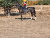 公马, Dutch warmblood horse — 照片 4