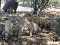Boar, Мангалица — photo 4