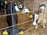Bull, Holstein breed — photo 5