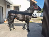 母马, Horses — 照片 6