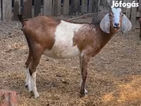 公山羊, Goats — 照片 3