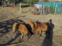 Beran, Cameroon sheep — foto 2