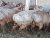Carneiro, Arashan sheep — foto 3