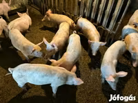 Sow, Pigs — photo 2