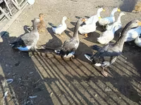 Ducks — photo 1