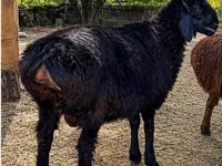 Қошқар, Hissar sheep — 2-сурет