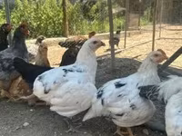 Ameraucana — zdjęcie 1