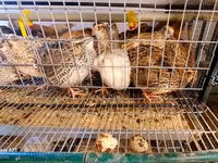 Quails — photo 2