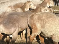Beran, Arashan sheep — foto 1