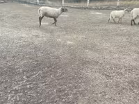 Kos, Merino sheep — 5. fotó