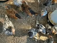 सेब्राइट — फ़ोटो 2