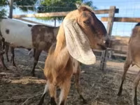 Nőstény kecske, Nubian Goat — 1. fotó