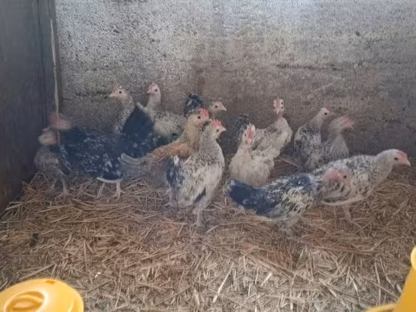 Yapon Bantam