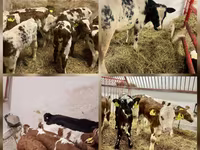 Rinder (Partie, Geschlecht nicht angegeben), Rinder — Foto 3