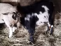 公山羊, Goats — 照片 8