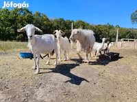 Cabras (lote, sexo no especificado), Cabras — foto 3
