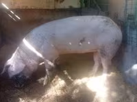 Säue, Schweine — Foto 4
