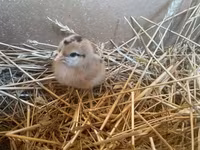 Chickens — photo 2