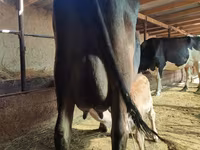 Cow, Cattle — photo 3