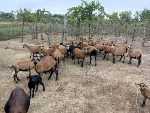 Owce (partia, płeć nieokreślona), Cameroon sheep — Węgry