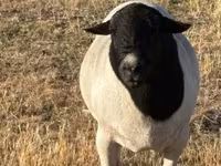 公羊, Dorper sheep — 照片 2