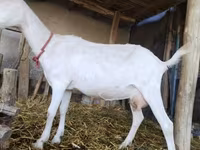 母山羊, Saanen goat — 照片 4