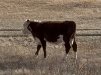 Taureau, Vache kazakhe à tête blanche — photo 4