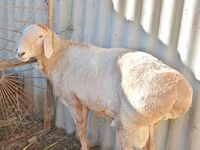 Kos, Rhon sheep — 3. fotó