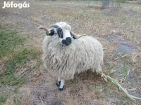 Widder, Racka sheep — Foto 1