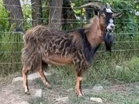 公山羊, Goats — 照片 1