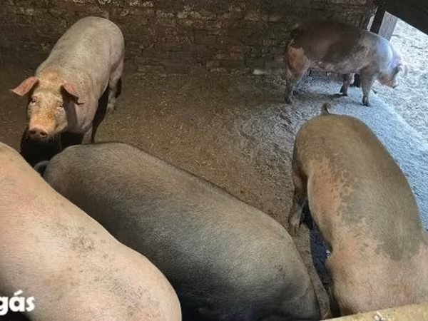 Sow, Pigs