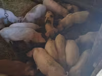 母猪, Дюрок — 照片 4