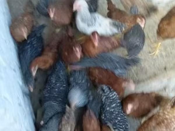 Chickens