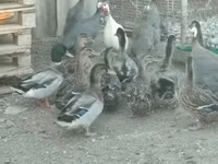 Guinea fowl — photo 3