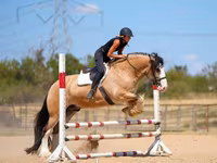 घोड़ा, Gypsy horse — फ़ोटो 4