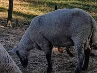 Ram, White Suffolk sheep — photo 3