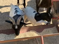 Koza, Dutch Landrace goats — foto 5