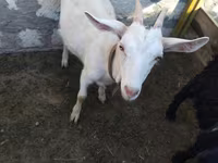 Ешкі, Saanen goat — 1-сурет