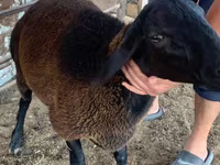 Sheep (batch, sex not specified), Blackheaded Persian sheep — photo 3