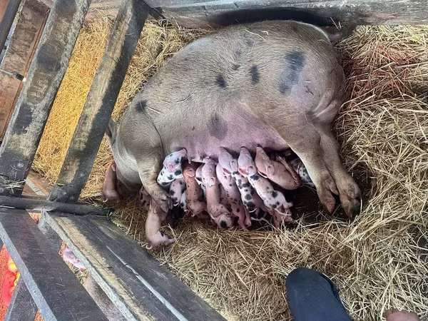 Pigs (batch, sex not specified), Pigs