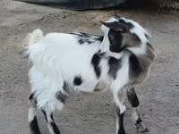 公山羊, Goats — 照片 1