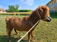 公马, Horses — 照片 2